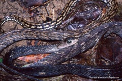 Ptyas carinata