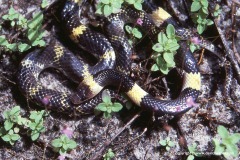Lycodon laoensis