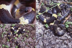 Lycodon laoensis
