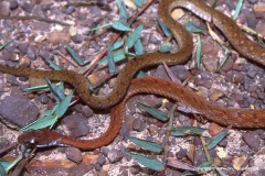 Pseudoxenodon macrops