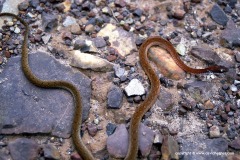 Pseudoxenodon macrops
