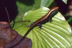 Eutropis multifasciata