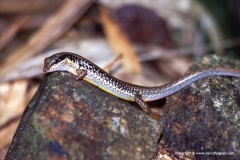 Sphenomorphus maculatus