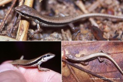 Sphenomorphus indicus