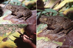 Phrynoidis asper