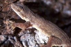 Hemidactylus platyurus