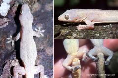 Hemidactylus frenatus