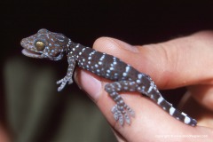 Gekko gecko