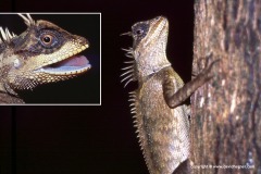 Acanthosaura crucigera
