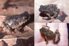 Ingerophrynus macrotis