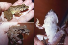Limnonectes blythii