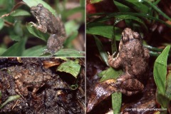 Occidozyga martensii