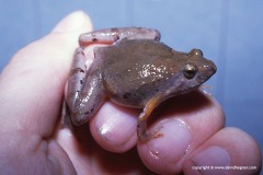 Microhylidae sp.