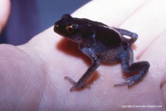 Leptobrachium sp.