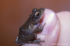 Rhacophoridae sp.