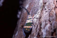 Pyrops sp.