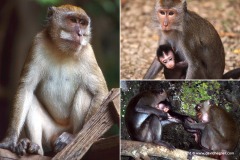 Macaca fascicularis