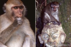 Macaca fascicularis