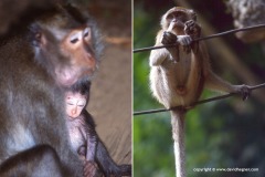 Macaca fascicularis
