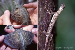 Draco blanfordii