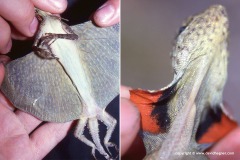 Draco blanfordii