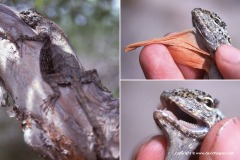 Draco abbreviatus
