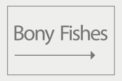 Bony Fishes