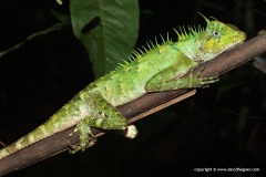 Acanthosaura armata
