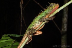 Acanthosaura armata