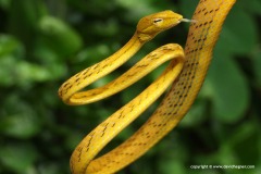 Ahaetulla prasina