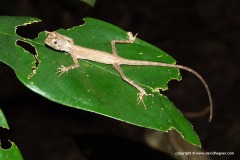 Aphaniotis fusca