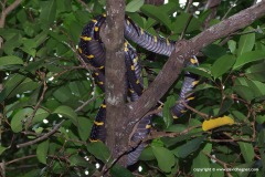 Boiga dendrophila