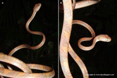 Boiga drapiezii