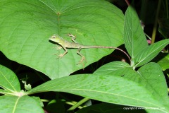Bronchocela cristatella