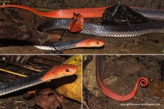 Bungarus flaviceps