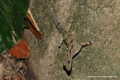 Cnemaspis limi