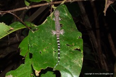Cyrtodactylus quadrivirgatus