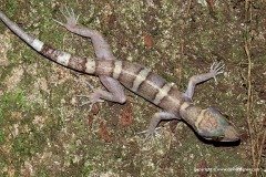 Cyrtodactylus tiomanensis