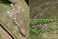 Cyrtodactylus tiomanensis