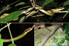 Dendrelaphis cyanochloris