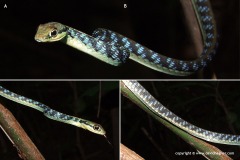 Dendrelaphis striatus