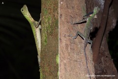 Draco melanopogon