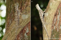 Draco sumatranus