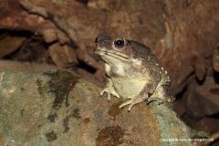 Duttaphrynus melanostictus
