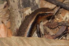 Eutropis multifasciata