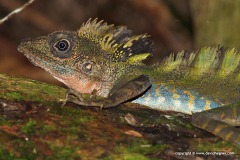 Gonocephalus grandis