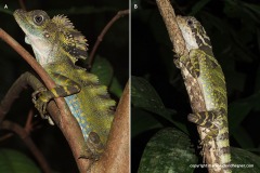 Gonocephalus grandis
