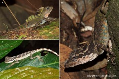 Gonocephalus grandis