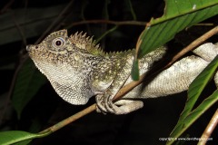 Gonocephalus chamaeleontinus