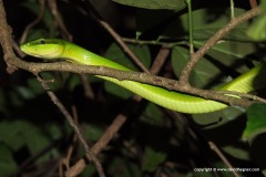 Gonyosoma oxycephalum